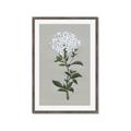 Picture of White flower I  _GroupedProduct_Rectangle_Portrait_Framed_Matted_