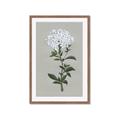 Picture of White flower I  _GroupedProduct_Rectangle_Portrait_Framed_Matted_