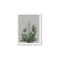 Picture of White flower II  _GroupedProduct_Rectangle_Portrait_Framed_Matted_