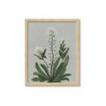 Picture of White flower II  _GroupedProduct_Rectangle_Portrait_Framed_Matted_