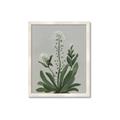 Picture of White flower II  _GroupedProduct_Rectangle_Portrait_Framed_Matted_