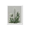 Picture of White flower II  _GroupedProduct_Rectangle_Portrait_Framed_Matted_