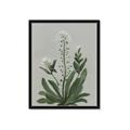 Picture of White flower II  _GroupedProduct_Rectangle_Portrait_Framed_Matted_