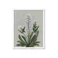 Picture of White flower II  _GroupedProduct_Rectangle_Portrait_Framed_Matted_