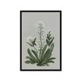 Picture of White flower II  _GroupedProduct_Rectangle_Portrait_Framed_Matted_
