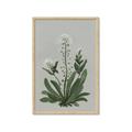 Picture of White flower II  _GroupedProduct_Rectangle_Portrait_Framed_Matted_