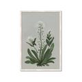 Picture of White flower II  _GroupedProduct_Rectangle_Portrait_Framed_Matted_