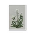 Picture of White flower II  _GroupedProduct_Rectangle_Portrait_Framed_Matted_