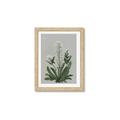 Picture of White flower II  _GroupedProduct_Rectangle_Portrait_Framed_Matted_