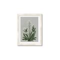 Picture of White flower II  _GroupedProduct_Rectangle_Portrait_Framed_Matted_