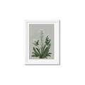 Picture of White flower II  _GroupedProduct_Rectangle_Portrait_Framed_Matted_