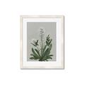 Picture of White flower II  _GroupedProduct_Rectangle_Portrait_Framed_Matted_
