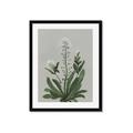 Picture of White flower II  _GroupedProduct_Rectangle_Portrait_Framed_Matted_