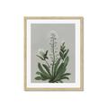 Picture of White flower II  _GroupedProduct_Rectangle_Portrait_Framed_Matted_