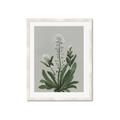 Picture of White flower II  _GroupedProduct_Rectangle_Portrait_Framed_Matted_