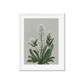 Picture of White flower II  _GroupedProduct_Rectangle_Portrait_Framed_Matted_
