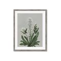 Picture of White flower II  _GroupedProduct_Rectangle_Portrait_Framed_Matted_