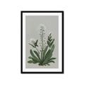 Picture of White flower II  _GroupedProduct_Rectangle_Portrait_Framed_Matted_