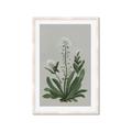 Picture of White flower II  _GroupedProduct_Rectangle_Portrait_Framed_Matted_