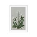 Picture of White flower II  _GroupedProduct_Rectangle_Portrait_Framed_Matted_