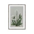 Picture of White flower II  _GroupedProduct_Rectangle_Portrait_Framed_Matted_
