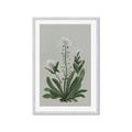 Picture of White flower II  _GroupedProduct_Rectangle_Portrait_Framed_Matted_