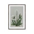 Picture of White flower II  _GroupedProduct_Rectangle_Portrait_Framed_Matted_