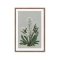 Picture of White flower II  _GroupedProduct_Rectangle_Portrait_Framed_Matted_