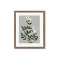 Picture of White flower III _GroupedProduct_Rectangle_Portrait_Framed_Matted_