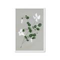 Picture of White flower IV _GroupedProduct_Rectangle_Portrait_Framed_Matted_