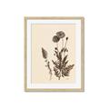Picture of Vintage Botanical I  _GroupedProduct_Rectangle_Portrait_Framed_Matted_