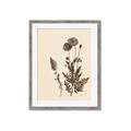 Picture of Vintage Botanical I  _GroupedProduct_Rectangle_Portrait_Framed_Matted_