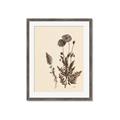 Picture of Vintage Botanical I  _GroupedProduct_Rectangle_Portrait_Framed_Matted_