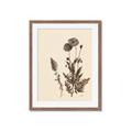 Picture of Vintage Botanical I  _GroupedProduct_Rectangle_Portrait_Framed_Matted_