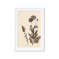 Picture of Vintage Botanical I  _GroupedProduct_Rectangle_Portrait_Framed_Matted_