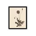 Picture of Vintage Botanical II  _GroupedProduct_Rectangle_Portrait_Framed_Matted_