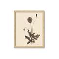 Picture of Vintage Botanical II  _GroupedProduct_Rectangle_Portrait_Framed_Matted_
