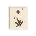 Picture of Vintage Botanical II  _GroupedProduct_Rectangle_Portrait_Framed_Matted_