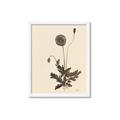Picture of Vintage Botanical II  _GroupedProduct_Rectangle_Portrait_Framed_Matted_