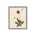 Picture of Vintage Botanical II  _GroupedProduct_Rectangle_Portrait_Framed_Matted_