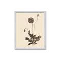 Picture of Vintage Botanical II  _GroupedProduct_Rectangle_Portrait_Framed_Matted_