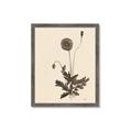 Picture of Vintage Botanical II  _GroupedProduct_Rectangle_Portrait_Framed_Matted_