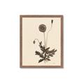 Picture of Vintage Botanical II  _GroupedProduct_Rectangle_Portrait_Framed_Matted_