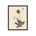 Picture of Vintage Botanical II  _GroupedProduct_Rectangle_Portrait_Framed_Matted_