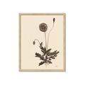 Picture of Vintage Botanical II  _GroupedProduct_Rectangle_Portrait_Framed_Matted_