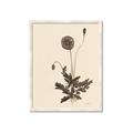 Picture of Vintage Botanical II  _GroupedProduct_Rectangle_Portrait_Framed_Matted_