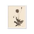 Picture of Vintage Botanical II  _GroupedProduct_Rectangle_Portrait_Framed_Matted_