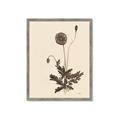 Picture of Vintage Botanical II  _GroupedProduct_Rectangle_Portrait_Framed_Matted_