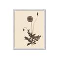 Picture of Vintage Botanical II  _GroupedProduct_Rectangle_Portrait_Framed_Matted_
