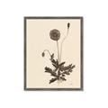 Picture of Vintage Botanical II  _GroupedProduct_Rectangle_Portrait_Framed_Matted_